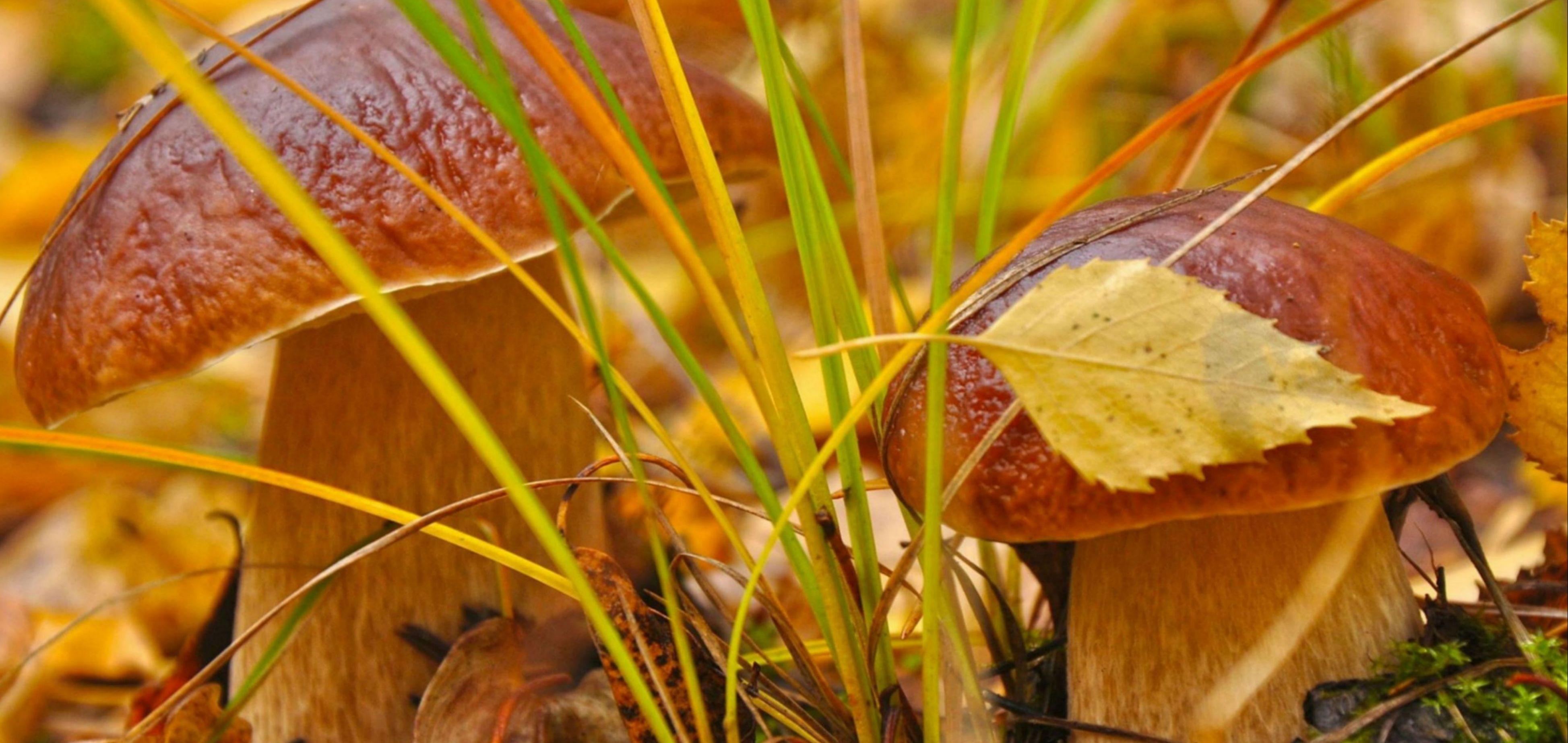 Статусы сентябрь 2020. Осень грибы. Сентябрь природа. Красивая осень.